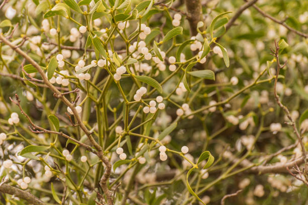 istock Mistletoe illuminated by the evening sun 2024660275