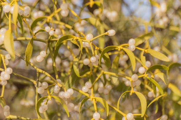 istock Mistletoe illuminated by the evening sun 2024660296