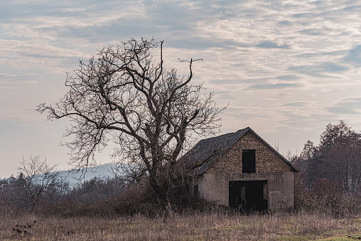 Landscape with an abandoned house and tree