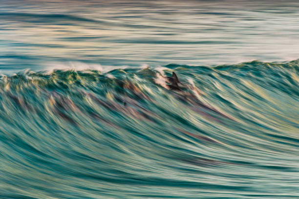 Slow shutter blur of dolphins surfing a smooth wave breaking on the beach with ambient soft light. Photographed along the south west coast of Australia.