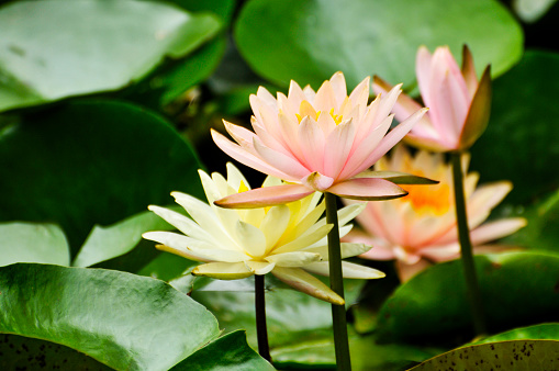 blossom lotus flowers and waterlily in pond