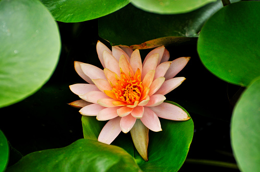 blossom lotus flowers and waterlily in pond