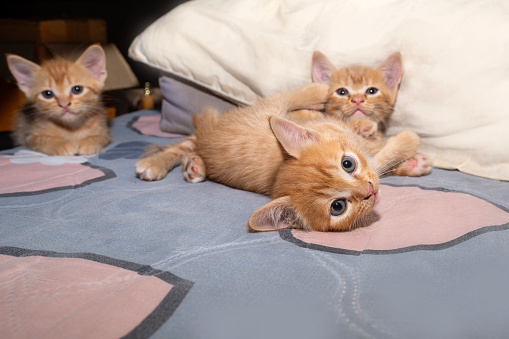 Three little kittens were playing on bed and then looking ahead in unison with interest and curiosity.