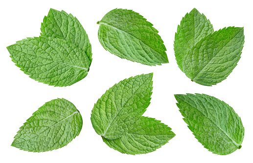 Mint organic leaves collection set. Mint full macro shoot fruit healthy food ingredient on white isolated. Clipping path suitable for package