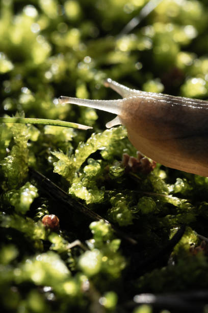 macro shot of a black snail