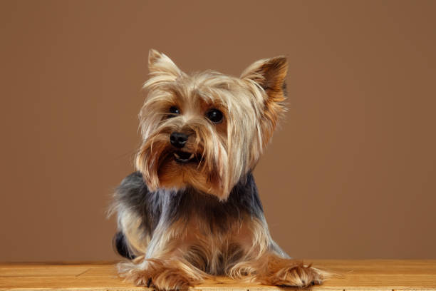 Yorkshire Terrier dog in a field of daisies.