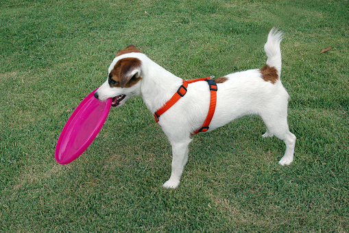 Jack Russell Terrier stands in green grass of dog playground with pink frisbee in its mouth.