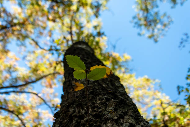 Detail of an oak leaf