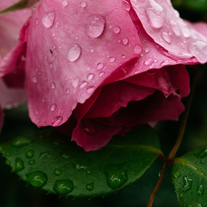 flower, rose, petal, water drop, beauty, background