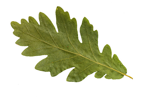 Dry And Green Oak Leaf. Isolated on White Background
