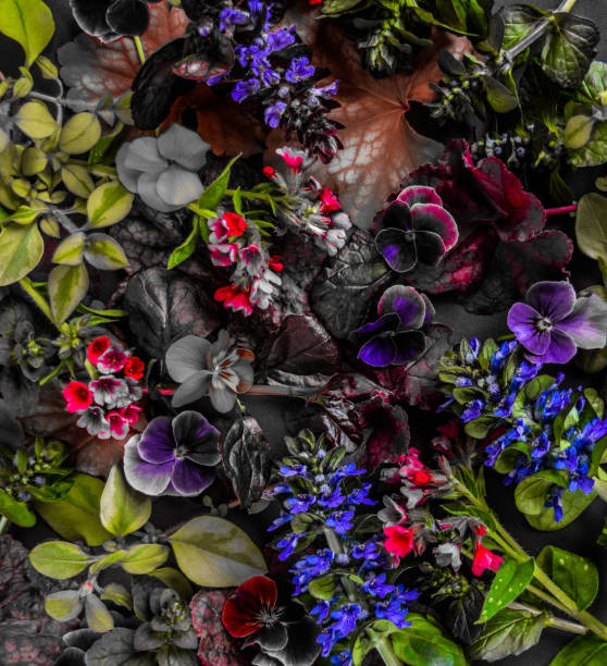 istock spring flowers background.pansy and colorful leaves. 2024723172