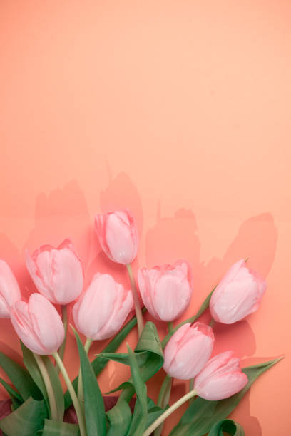 Pink tulips lying on a peach color background.