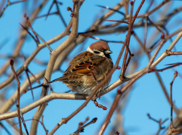 istock Portrait of a sparrow on a tree branch 2024733347
