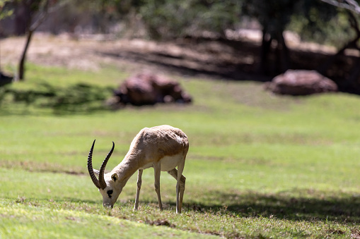 Sand gazelle eating grass in the nature in UAE. High quality photo.