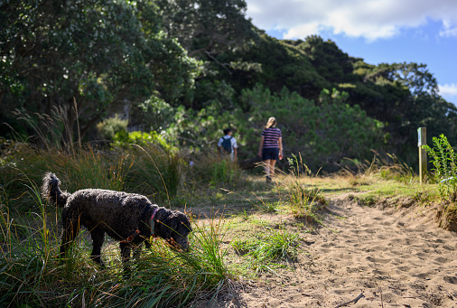 Women and dog walking at Kendall Bay in summer, Kauri Point Centennial Loop track. Auckland.
