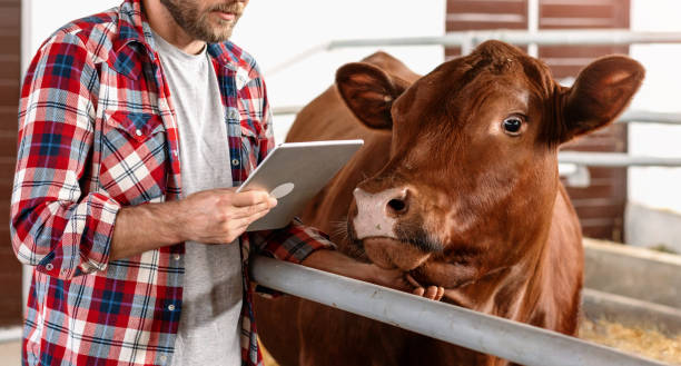 istock Farmer cow breeder standing next to a cow and using digital tablet inside the cowshed. 2024736514