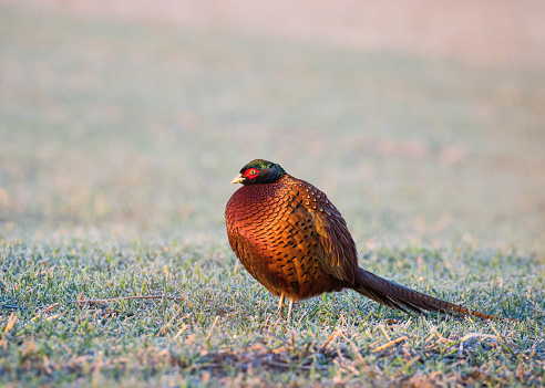 The common pheasant is a bird in the pheasant family. The genus name comes from Latin phasianus, pheasant.