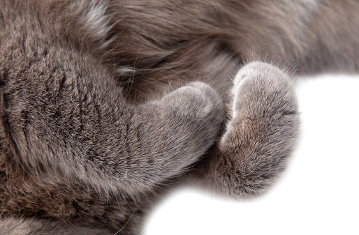 Gray cat paws isolated white background.