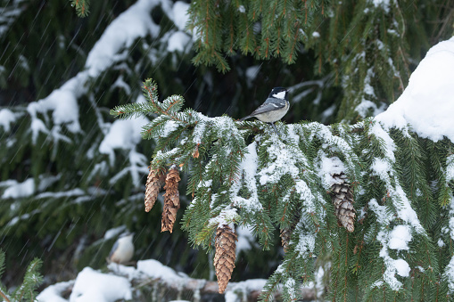 Tiny Coal tit perched on a snowy branch with cones hanging on it in a Spruce forest in Estonia, Northern Europe