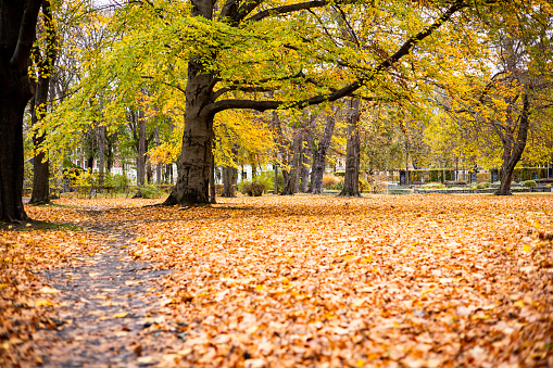 Public park leaves carpet during autumn. Fall season leaves its mark with tree leaves al over the park area wit beautiful yellow, orange and brown tones.