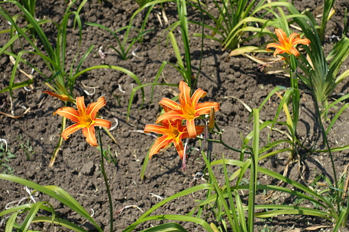 Four orange flowers of Hemerocallis fulva in July