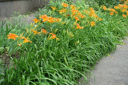 Line of orange flowers of Hemerocallis fulva in June