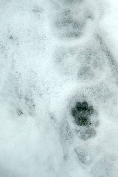 impronta di zampa di gatto nella neve. - paw print animal track dirt track foto e immagini stock