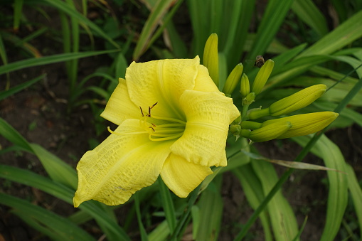 Buds and lemon yellow flower of Hemerocallis fulva in June