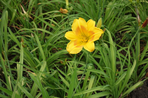 Amber yellow flower of Hemerocallis fulva in July