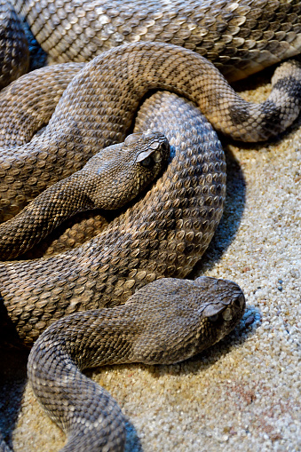 rattlesnake coiled