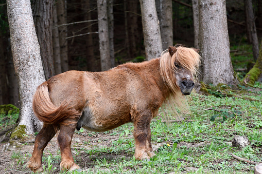 Shetland pony with his mane in the wind