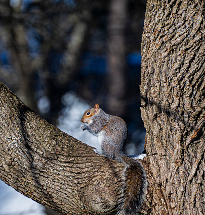 A squirrel perched on a tree.