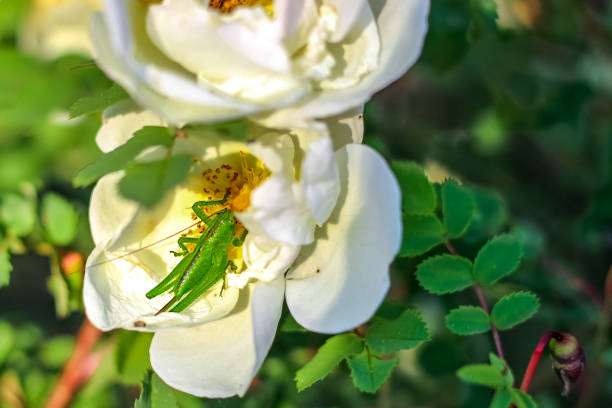 Locusts on rosehip flower eat nectar. Control of insect pests.