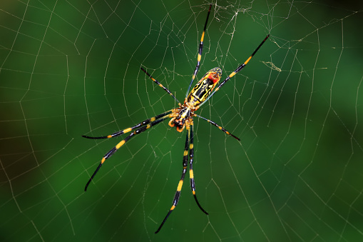 Macro shot of the red-legged golden orb-web spider ( Nephila inaurata ).