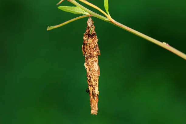 Lepidoptera larvae in the wild, North China
