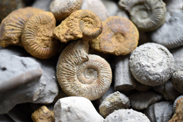istock Ammonite and Sea Urchin Fossils 2024800147