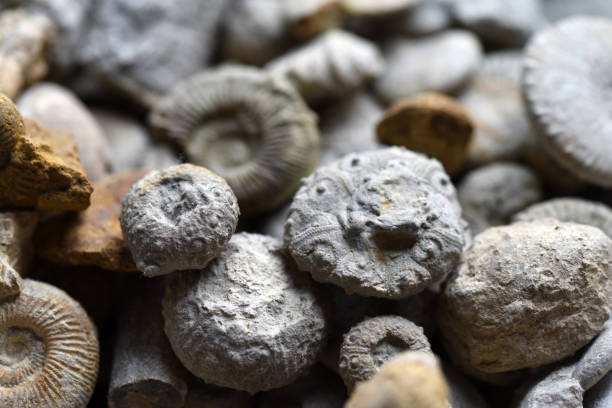 istock Sea Urchin Fossils 2024800161