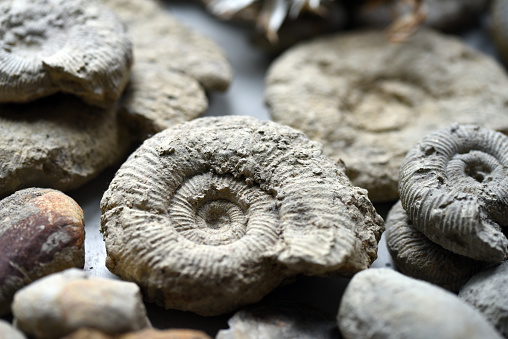 Ammonite fossils in limestone. The ammonites where living between 409 and 65 million years ago (Mya). The fossils where found in the canton of Aargau (Switzerland).