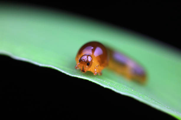 Leaf bee larvae on wild plants, North China