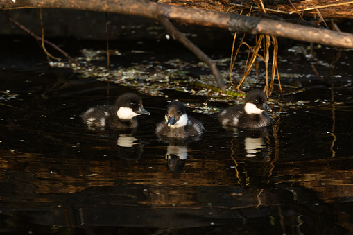 Closeup of three little Goldeneye chicks swimming on a dark river on a late spring evening in Estonia, Northern Europe