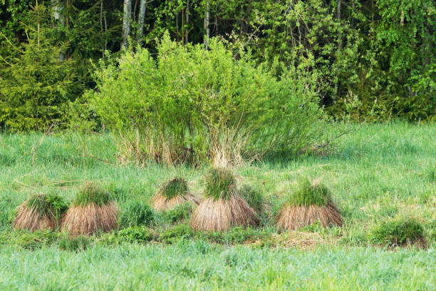 grupa kępek kępkowych (carex cespitosa) rosnących na podmokłej łące na wiejskich terenach estonii - carex zdjęcia i obrazy z banku zdjęć