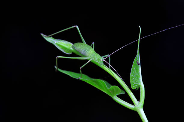 istock Katydid nymphs in the wild, North China 2024813353