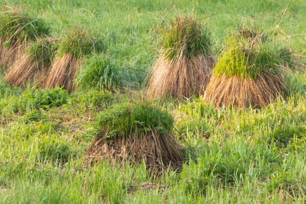 grupa kępek kępkowych (carex cespitosa) rosnących na podmokłej łące na wiejskich terenach estonii - carex zdjęcia i obrazy z banku zdjęć