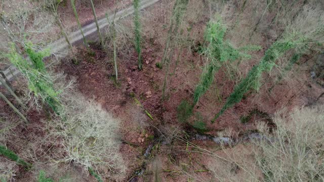 Drone flies up through the trees from the forest ravine, aerial view