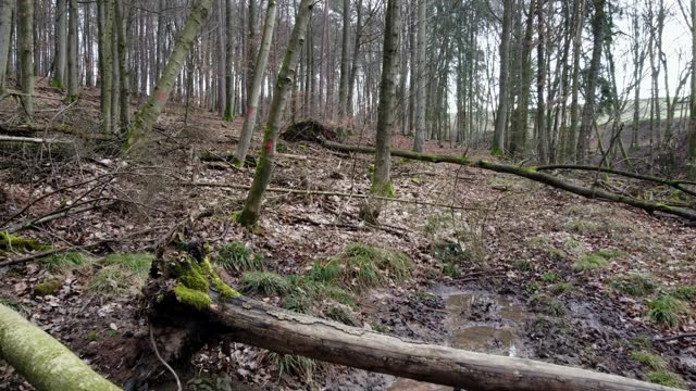 Drone flies through mixed forest with deadwood and spring water in winter, aerial view