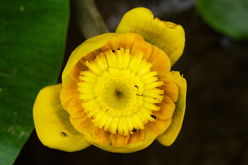 Close-up of a beautiful flowering Yellow water-lily on a summer day in Estonia, Northern Europe