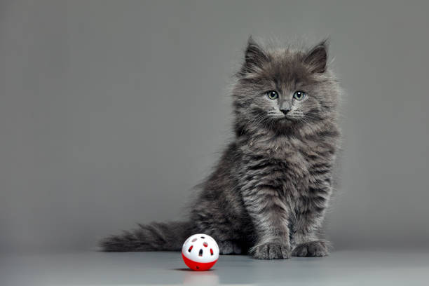 Tabby kitten playing with little ball. Studio shot against grey