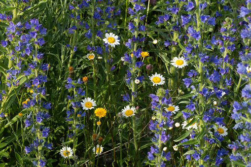 Blueweed, Golden marguerite and Oxeye daisy flowers on a summer evening in rural Estonia, Northern Europe
