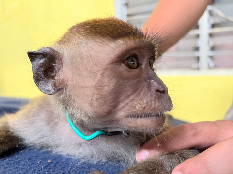 A human hand gently caresses a young monkey with expressive eyes and a green collar against a yellow background.