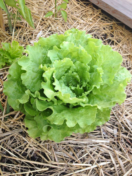 istock Close-up of butterhead lettuce 2024861856